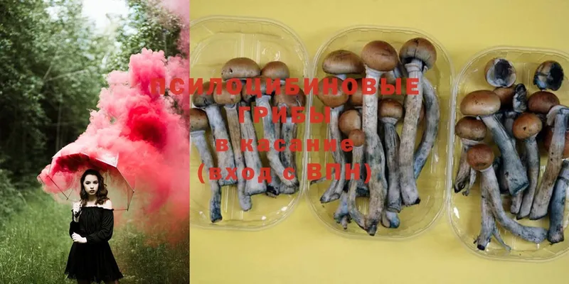 закладки  Дивногорск  Псилоцибиновые грибы Psilocybe 